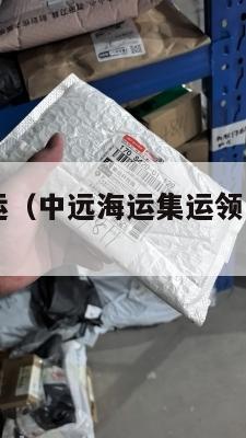 中远海运集运(中远海运集运领导班子成员名单)