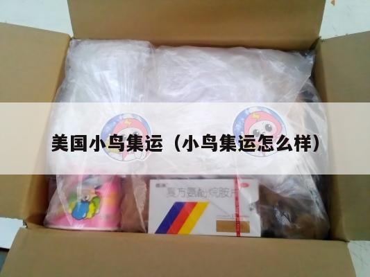 美国小鸟集运（小鸟集运怎么样）