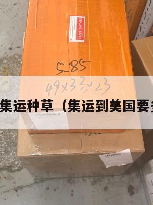 美国集运种草(集运到美国要多久)