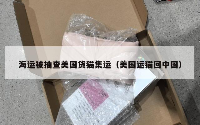 海运被抽查美国货猫集运（美国运猫回中国）