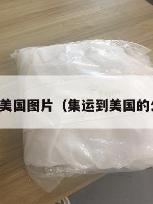 集运美国图片（集运到美国的公司）