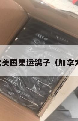 中国加拿大美国集运鸽子（加拿大集运公司）